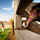 RMA Architects, Hathigaon residenze per elefanti e custodi