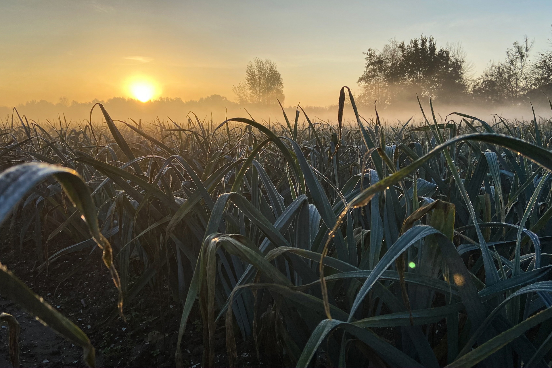 GROW di Daan Roosegaarde la bellezza dell'agricoltura | Livegreenblog