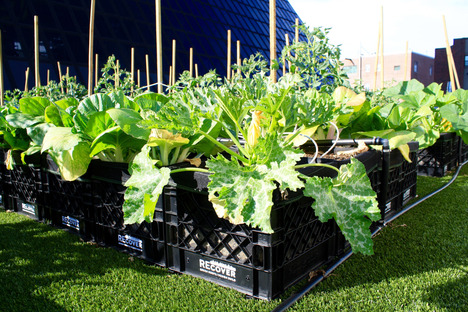 © Boston Medical Center Rooftop Farm Installation by Recover Green Roofs