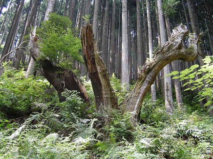 Daisugi: una tecnica millenaria per ottimizzare la produzione del legno